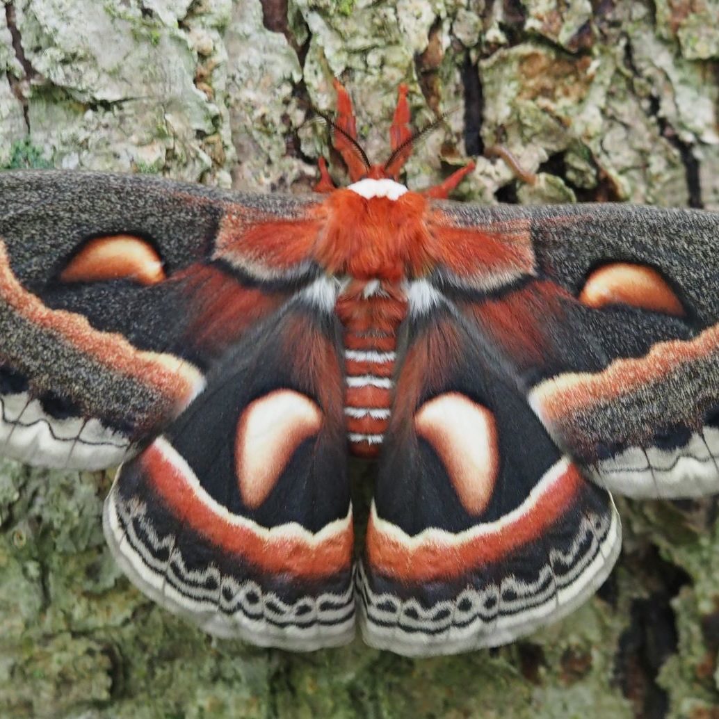 cecropia moth resting resized